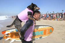 Konkurs surfujących psów w Kalifornii
