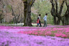 Kwitnąca Japonia