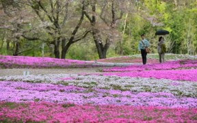 Kwitnąca Japonia