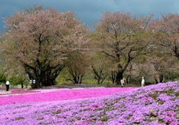 Kwitnąca Japonia