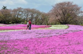 Kwitnąca Japonia