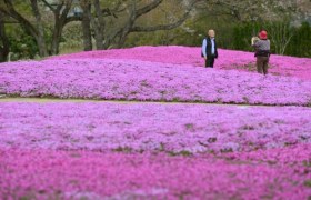 Kwitnąca Japonia