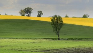 Kwitnący rzepak