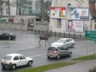 Łosie spacerowały po centrum Myśliborza