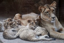 Młode lwy w gdańskim zoo. Skradną serca zwiedzających? 