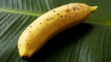 Mongee: Banan, jakiego na świecie nie było