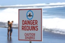 MŚ 2014 - kibice w Recife muszą uważać na rekiny