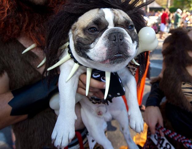 Na zdjęciu uczestnik parady psów z okazji Halloween w Long Beach (Kalifornia), 28 października 2012 /AFP