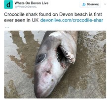 Niezwykły rekin u wybrzeży Wielkiej Brytanii