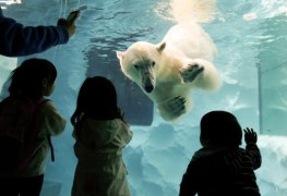 Nurkujący niedźwiedź polarny