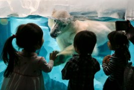 Nurkujący niedźwiedź polarny