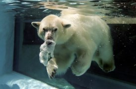 Nurkujący niedźwiedź polarny