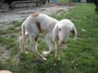 O szczesliwym dziecinstwie inaczej czyli o sierotce nie Marysi