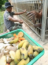 Orangutany powrócą do Indonezji