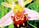 Osobliwe praktyki seksualne orchidei