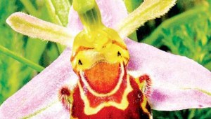 Osobliwe praktyki seksualne orchidei