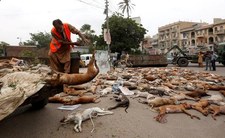 Pakistan: Trwa akcja zabijania bezpańskich psów 