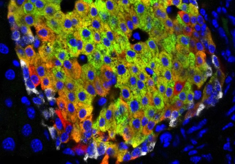 Pierwotne komórki beta (na czerwono) mogą także wytwarzać insulinę /fot. Mark Huising/UC Davis 