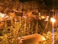 Plantacje marihuany zlikwidowane na Śląsku