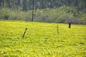 pola herbaciane, mulanje village