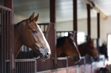 Polskie konie w japońskich rzeźniach. Weterynarze protestują