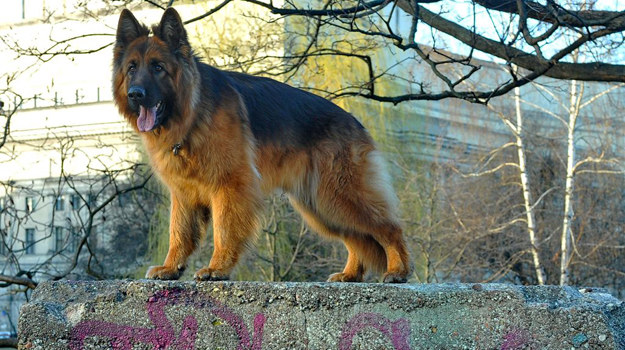 Łódź korzysta z popularności Aleksa! Rocky, główny bohater serialu "Komisarz Alex" / /Agencja W. Impact