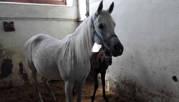 Roszady w państwowych stadninach koni arabskich. Pracę ma stracić prezes ośrodka w Michałowie