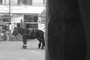 Rynek
