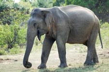 Słoń wymknął się spod kontroli opiekuna. Rzucał samochodami jak zabawkami