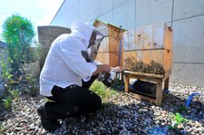 Światowy Dzień Pszczoły – UL, czyli Królestwo Idealne