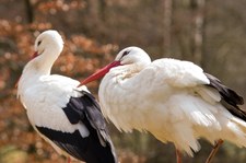 Szukają chętnych do liczenia bocianów