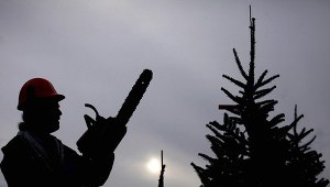 Takiej choinki nie chcemy!