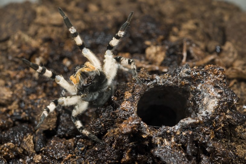 Tarantula ukraińska w Polsce Bieszczady Jak wygląda i gdzie można ją