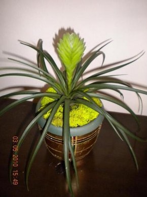 Tillandsia Cyanea