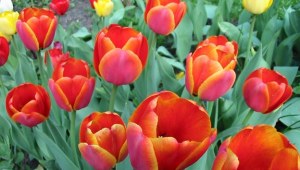 Tulipany - kalejdoskop barw