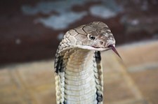 USA: Gwiazdorowi uciekła kobra. Nikomu tego nie zgłosił