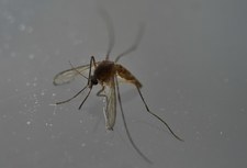 ​WHO: Ogólnie w Europie małe zagrożenie wirusem Zika