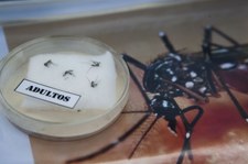 Wirus Zika dotarł do kolejnego kraju Europy. Pięć przypadków w Portugalii