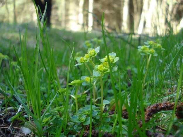 Wiosna przyniosła gwałtowny wysyp kleszczy zdj. ilustracyjne /sxc.hu /