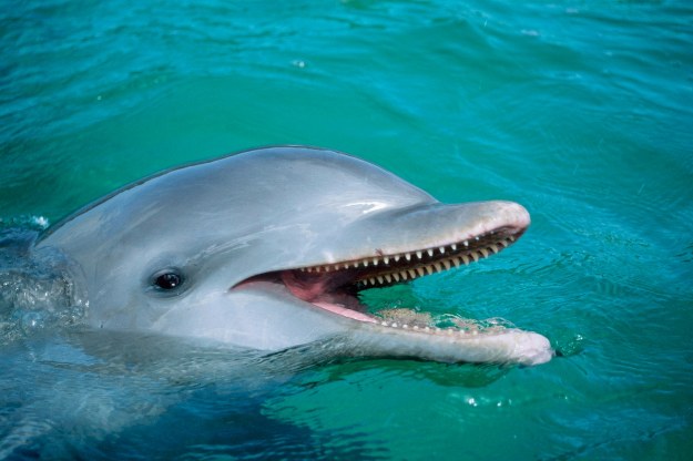 Palestyńczycy zatrzymali delfina, bo był... izraelskim szpiegiem Zdj. ilustracyjne /Wothe, K. PAP/DPA /PAP