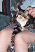Zuzia - koteczka (nie zyjąca juz biedaczka) jednego z moich najlepszych przyjaciół poznanych poza granicami Polski. Tu nauczyłam się, ze bariera wieku... nie jest zadną barierą między ludźmi, i ze sami ją tylko stawiamy.