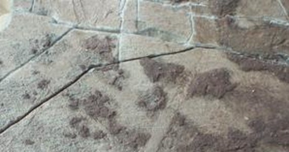 Zła wiadomość dla wszystkich tych, którzy mają coś do ukrycia. Okazuje się, że pozostawione ślady prędzej, czy później jednak wyjdą na jaw. Przekonał się o tym właśnie pewien prehistoryczny organizm, którego ślady sprzed 565 milionów lat znaleziono w Kanadzie na wyspie Nowa Funlandia. Naukowcy z Oxford University i Memorial University of Newfoundland opisują to odkrycie w najnowszym numerze czasopisma "Geology".