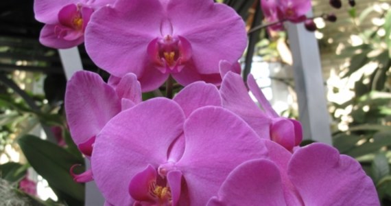 Wystawa orchidei przyciągnęła tłumy mieszkańców stolicy USA do Ogrodu Botanicznego. Oprócz żywych roślin, można tam też zobaczyć, w jaki sposób kwiaty wykorzystywane są w przemyśle, modzie, a także literaturze i sztuce.