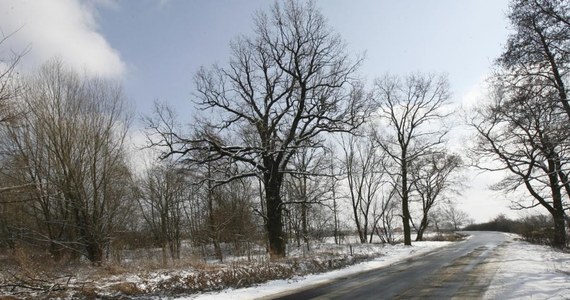 Wiekowy dąb stanął na przeszkodzie budowy drogi ekspresowej S-5 Wrocław-Poznań. Drzewo, które rośnie w miejscowości Psary, zmieniło pierwotny przebieg trasy, ponieważ było pomnikiem przyrody. Teraz już nim nie jest, ponieważ tytuł dębowi odebrali radni gminy.