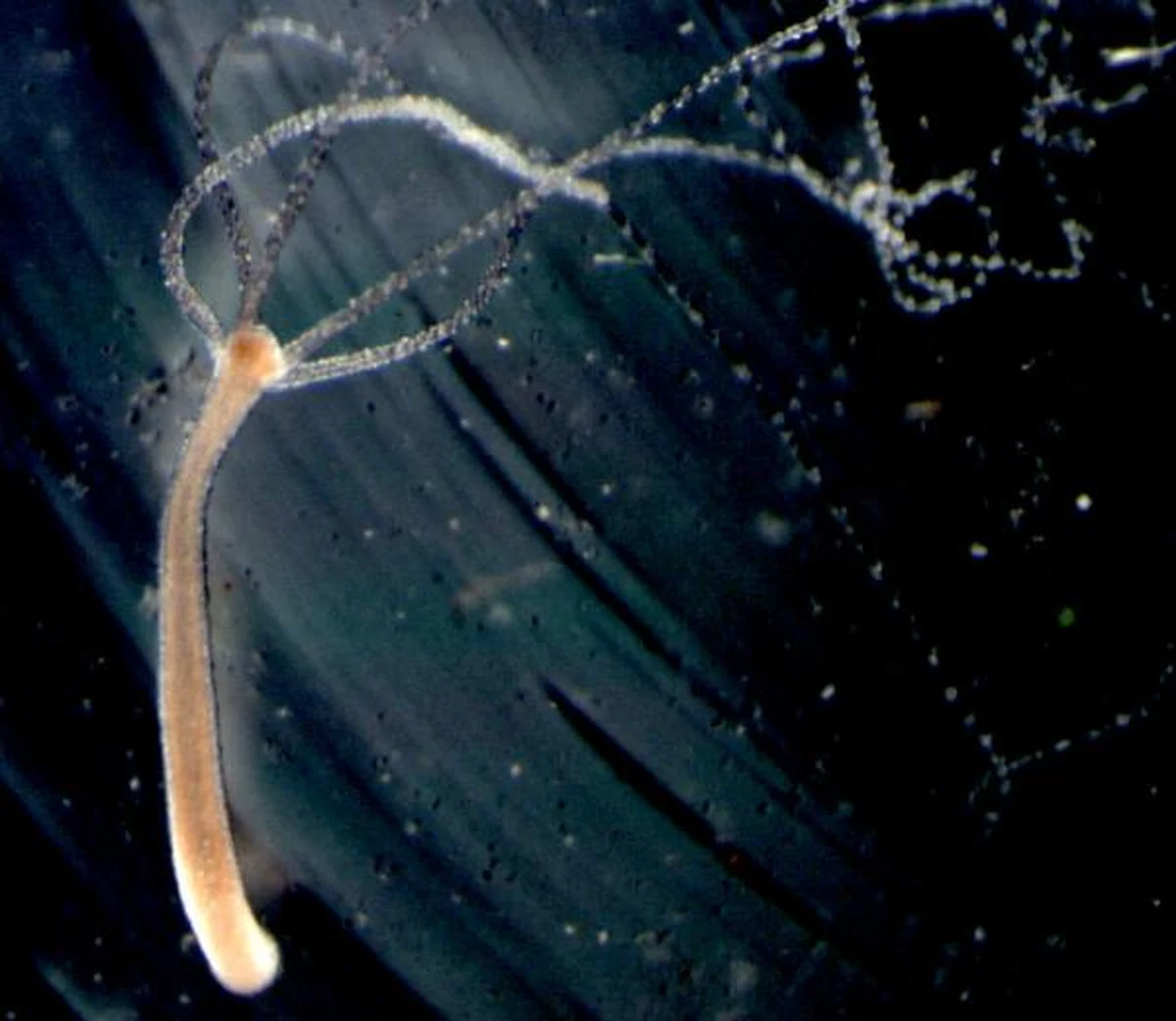 Organizmy żyjące na Ziemi mogły posługiwać się zmysłem wzroku nawet ponad pół miliarda lat temu. Naukowcy z Uniwersytetu Kalifornii w Santa Barbara opublikowali właśnie wyniki badań stułbii płowej, pokazujące, że wrażliwość na światło u tych pierwotnych jamochłonów wiąże się z wykorzystaniem identycznego mechanizmu jak ten, który odpowiada za proces widzenia u człowieka. 
