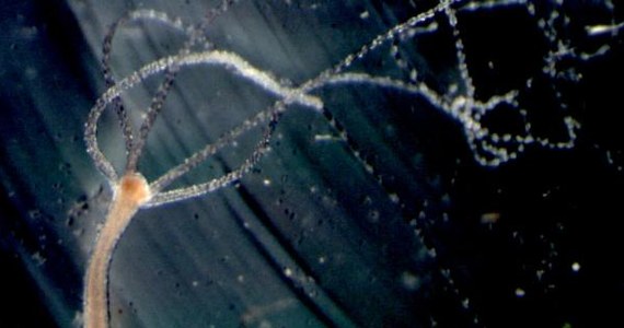 Organizmy żyjące na Ziemi mogły posługiwać się zmysłem wzroku nawet ponad pół miliarda lat temu. Naukowcy z Uniwersytetu Kalifornii w Santa Barbara opublikowali właśnie wyniki badań stułbii płowej, pokazujące, że wrażliwość na światło u tych pierwotnych jamochłonów wiąże się z wykorzystaniem identycznego mechanizmu jak ten, który odpowiada za proces widzenia u człowieka. 
