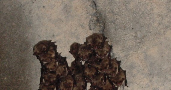 Bardzo źle tegoroczną zimę zniosły nietoperze hibernujące w piwniczkach Suwalskiego Parku Krajobrazowego. Zwierzątka są wyczerpane i bardzo wychudzone. Teraz czekają, aż pojawią się pierwsze owady, którymi się żywią.
