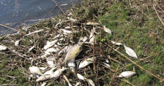Kręgowce padły ofiarami "przyduchy", wywołanej brakiem tlenu w wodzie. Ryby w Kujawsko-Pomorskiem zabiła wyjątkowo sroga zima i gruba warstwa lodu, odcinająca dopływ powietrza. Teraz srebrząca się na brzegu padlina stanowi zagrożenie dla ekosystemu.