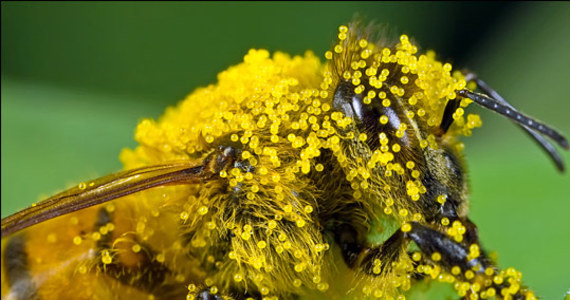 Masowa śmierć pszczół to poważny problem dla ogrodnictwa w Belgii.  Właściciele sadów alarmują, że brak pszczół oznacza brak owoców, bo nie będzie miał kto zapylać kwiatów.