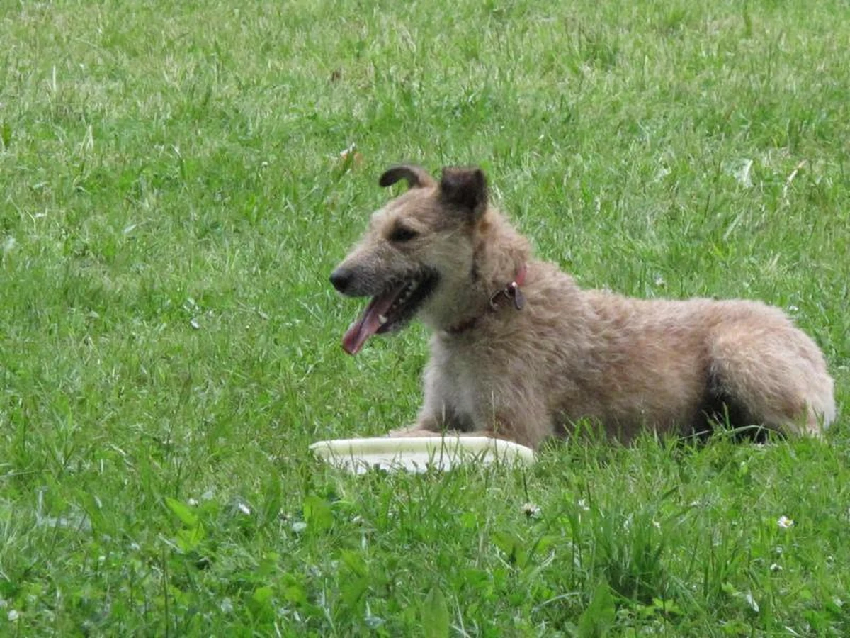 Po Wrocławskim Parku Południowym przez cały weekend "latają" psy. Ponad stu zawodników z psami startuje w zawodach psiego frisbee. Konkurencje polegają na wykonaniu razem z czworonogiem określonych figur, gdy pies będzie próbował złapać latający dysk.